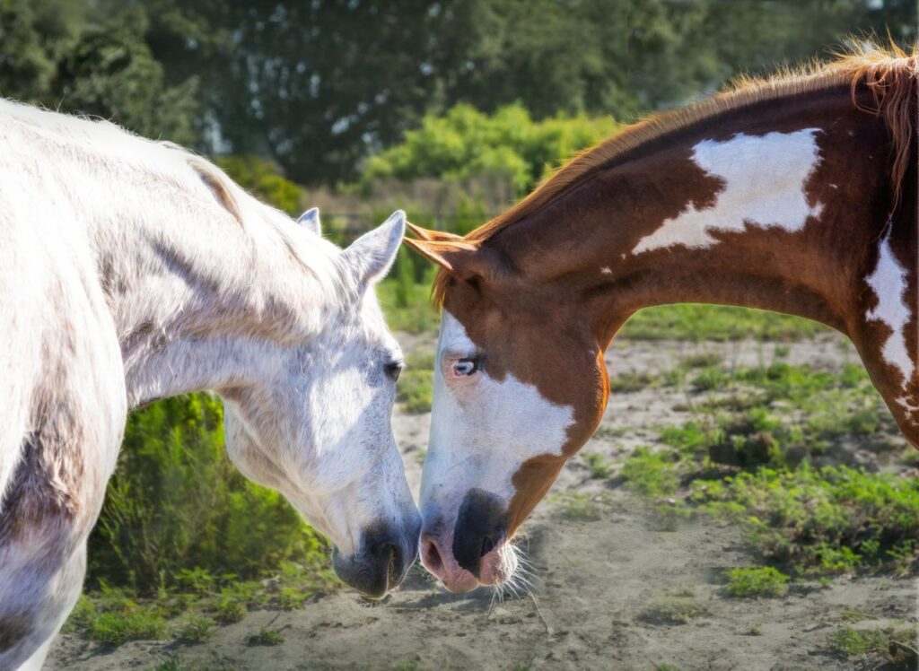 Two horses gently touching noses in a peaceful outdoor setting.